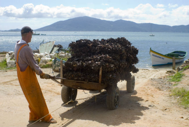 Comercialização e consumo de ostras e mariscos de Penha, Bombinhas e Balneário Camboriú permanecem proibidos