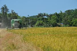 Camboriú inicia safra do arroz com expectativa de gerar R$ 4,5 milhões para famílias produtoras