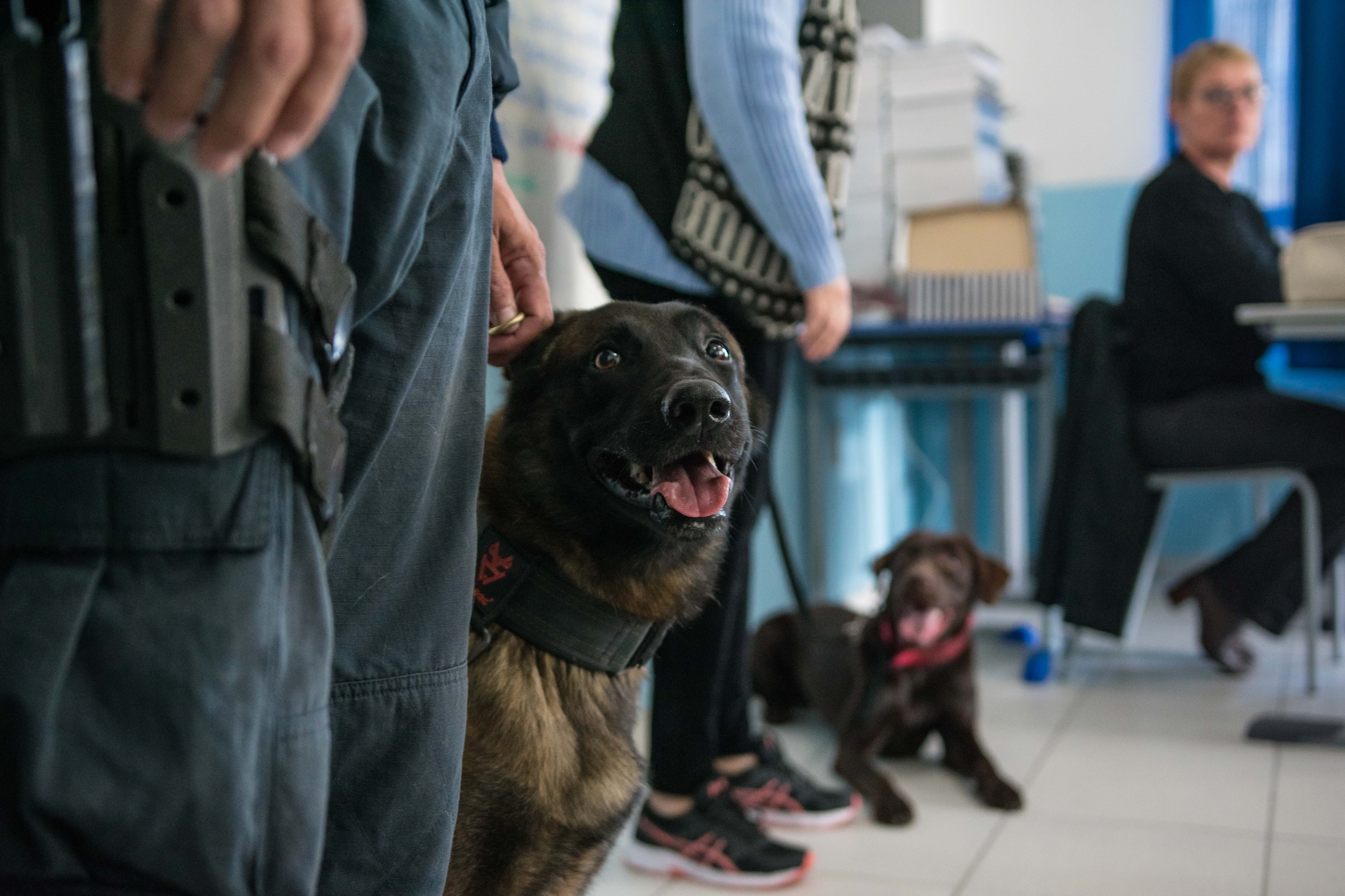 Cães Black e Nutella participam de socialização no CEM Jardim Iate Clube