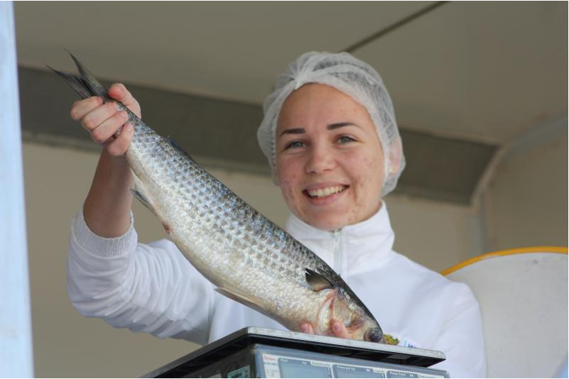 Tainha e tilápia frescas são destaque no Caminhão do Peixe