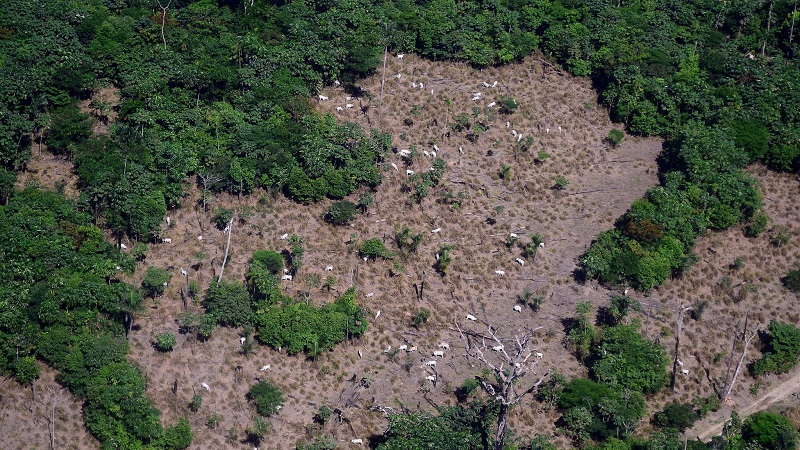 NOTA DE POSICIONAMENTO DO WWF-BRASIL