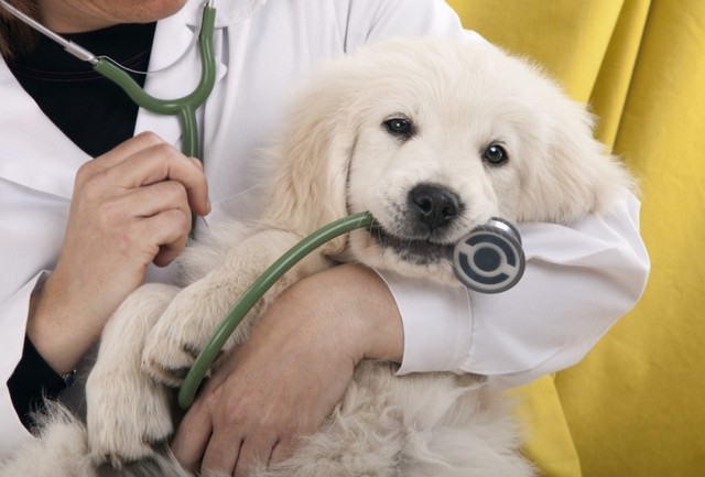 DEPARTAMENTO ANIMAL ZERA FILAS DE ESPERA PARA CASTRAÇÃO DE CÃES E GATOS MACHOS