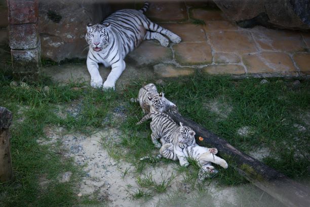 Primeira ninhada de tigre branco nascido no Brasil pode ser vista no Zoo do Beto Carrero World