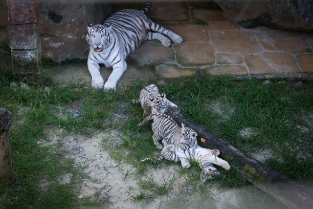 Primeira ninhada de tigre branco nascido no Brasil pode ser vista no Zoo do Beto Carrero World Primeira ninhada de tigre branco nascido no Brasil pode ser vista no Zoo do Beto Carrero World