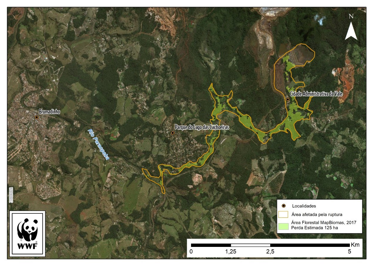 Ruptura de barragem em Brumadinho causou perda de 125 hectares de florestas