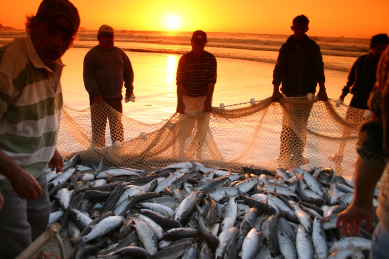 Pesca da tainha corre o risco de ser impedida em 2019