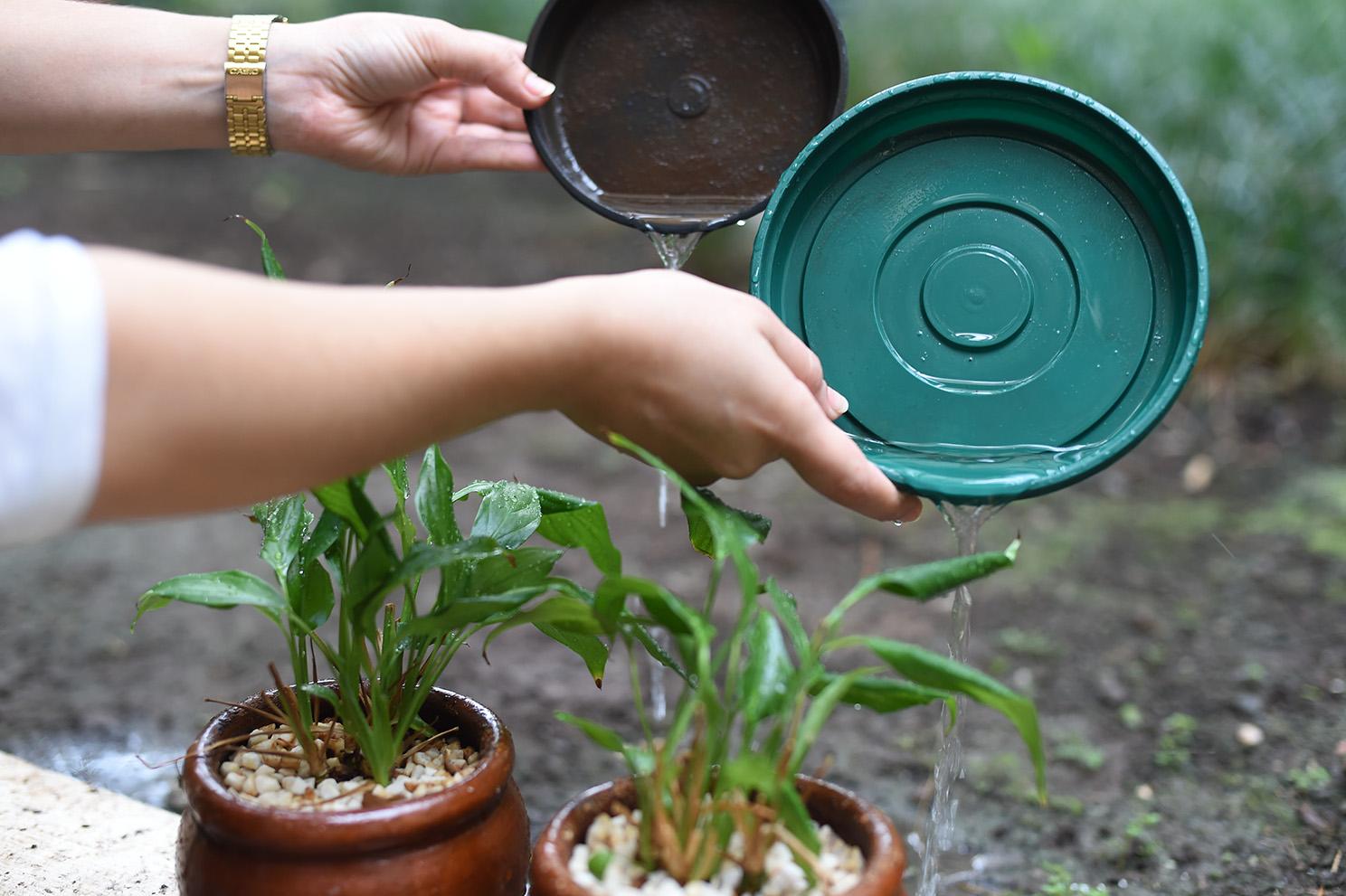 Vamos combater a Dengue, Zika e a Chikungunya
