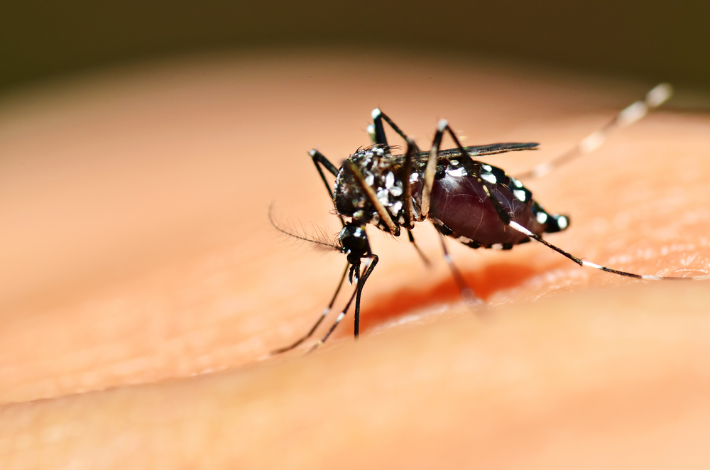 Balneário Piçarras intensifica ações para coibir proliferação do mosquito Aedes Aegypti