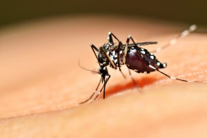Balneário Piçarras registra primeiro caso de dengue