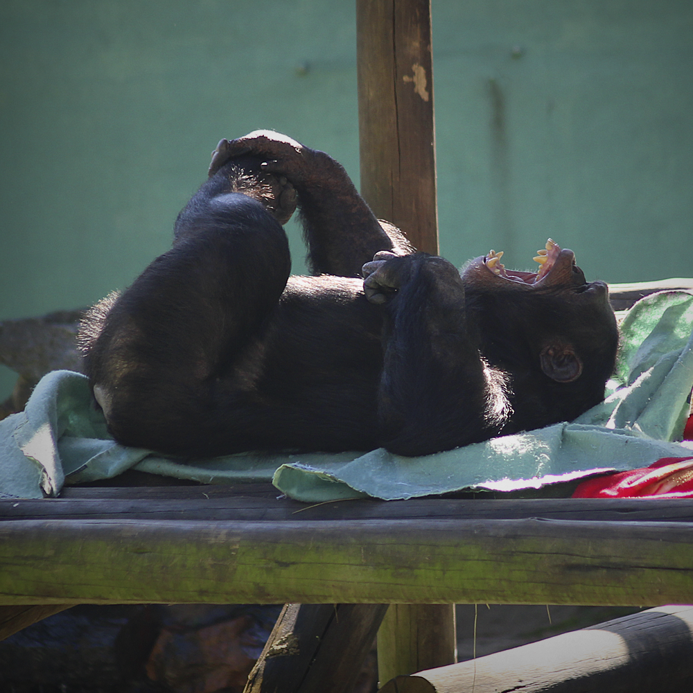 Animais do Zoo Pomerode recebem cuidados extras para amenizar o frio