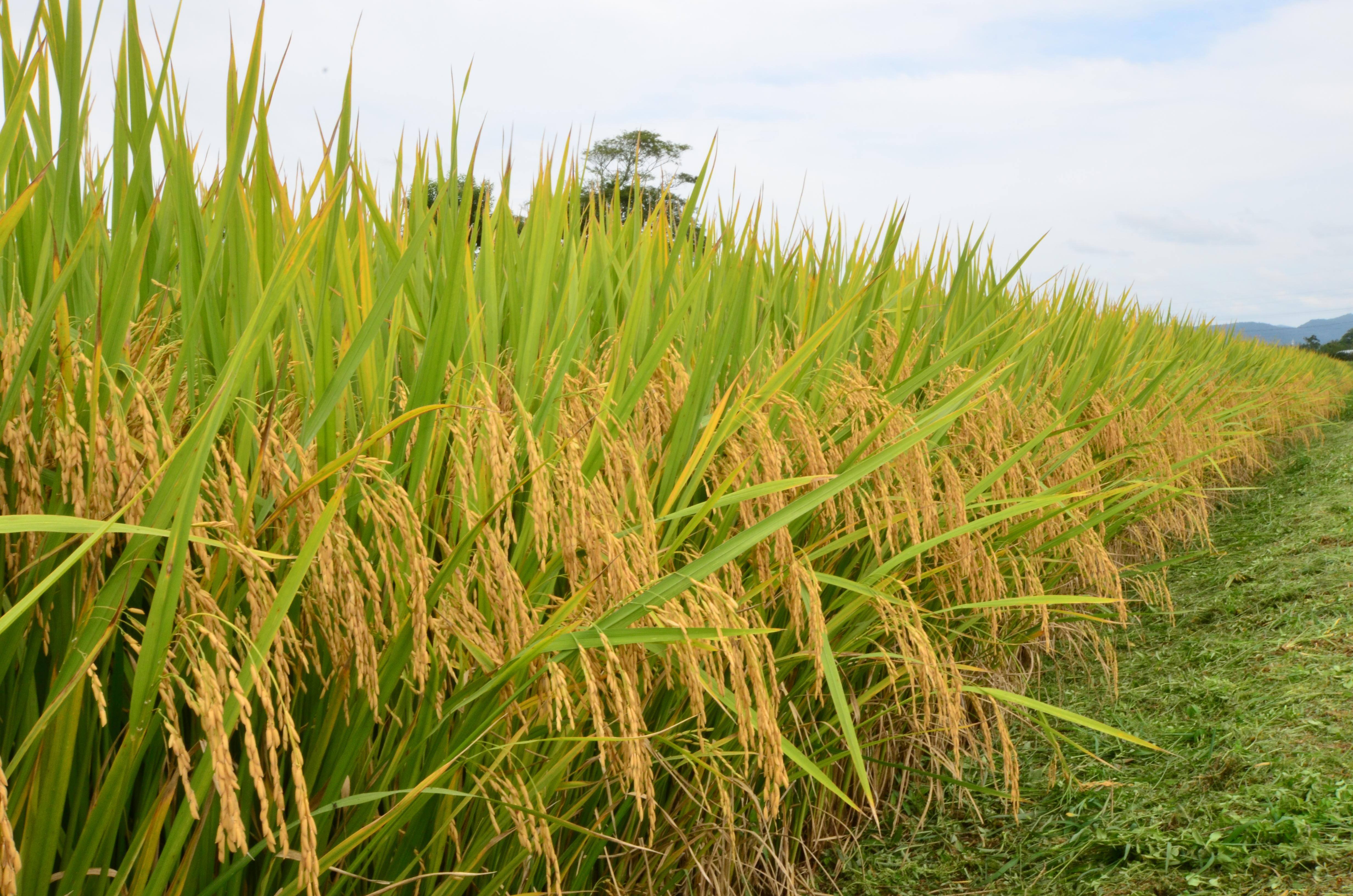 Congresso vai discutir inovação e desenvolvimento na cultura do arroz irrigado