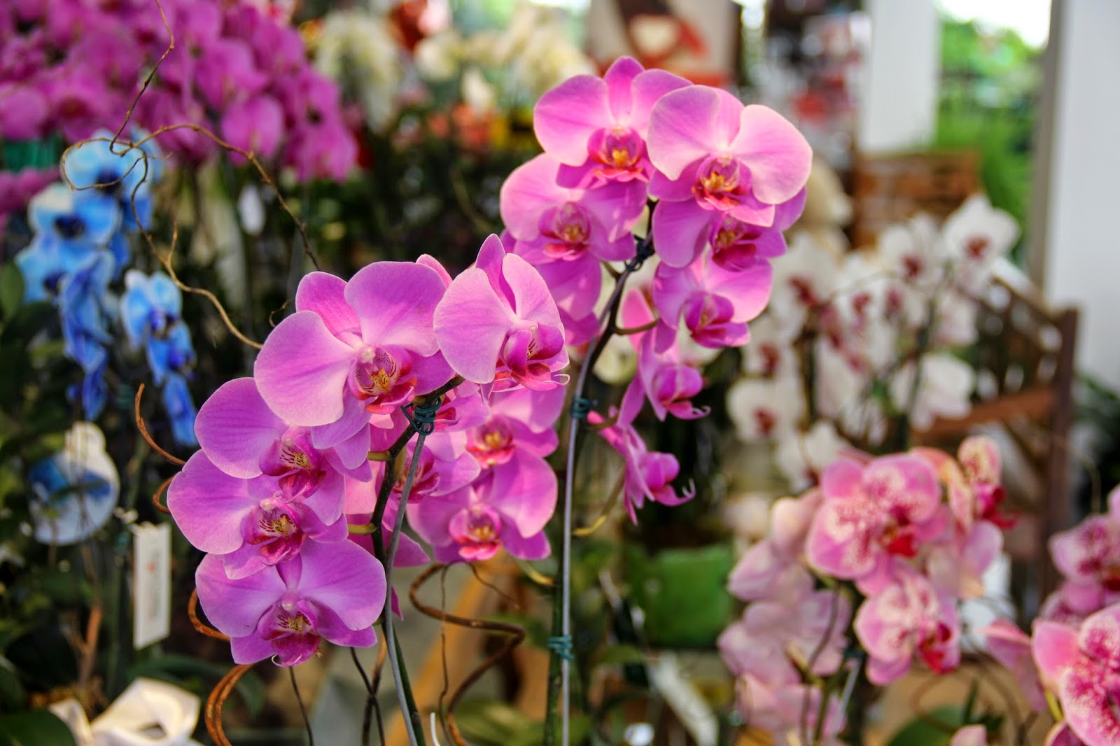 Mostra de orquídeas abre o mês da primavera no I Fashion Outlet SC