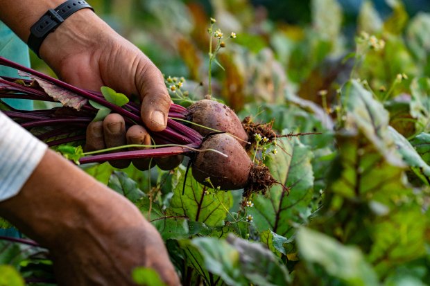 Estado investe R$ 6,5 milhões na agricultura familiar para alimentação da rede estadual
