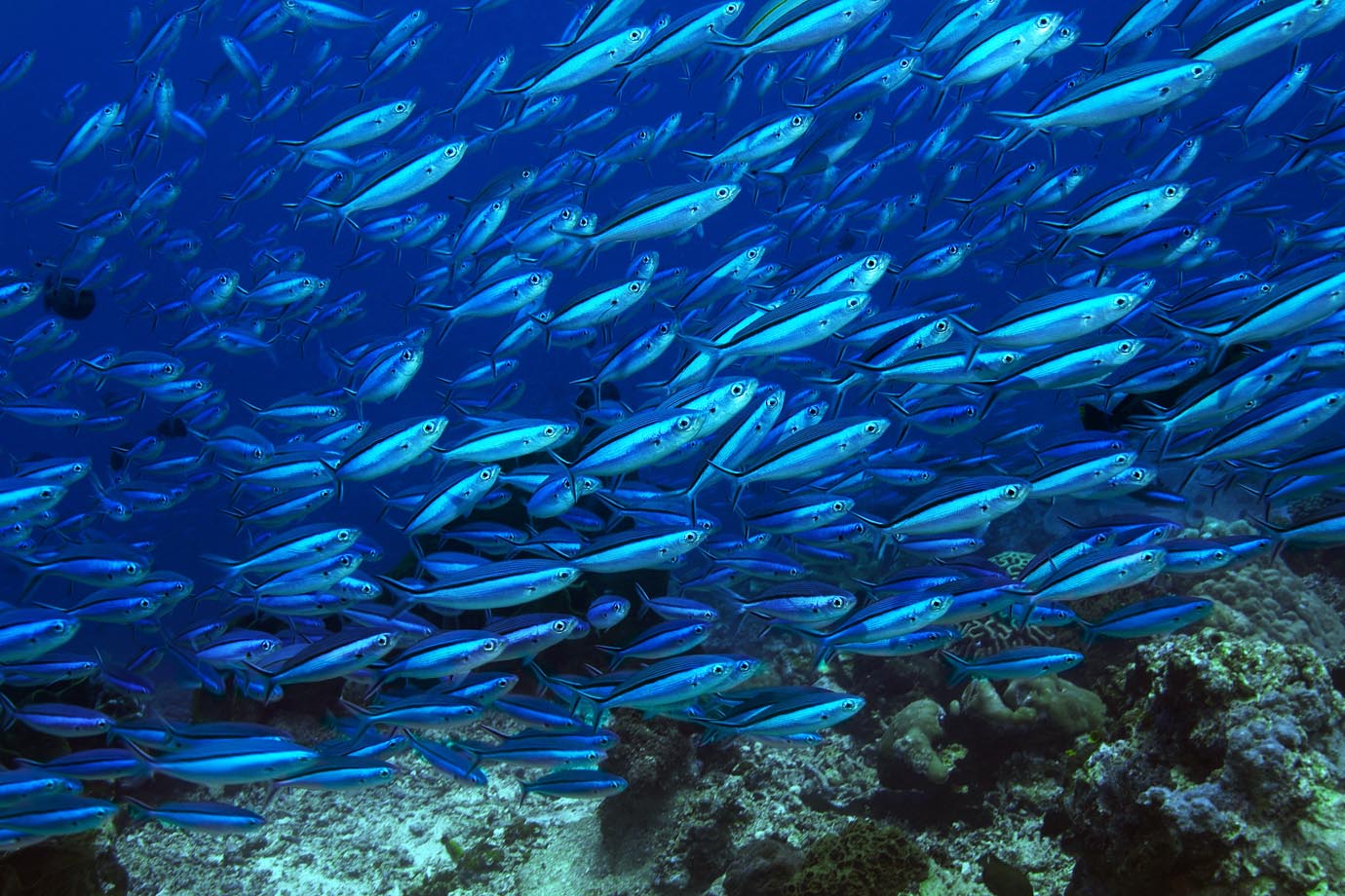 Comissão promove seminário técnico sobre pesca nesta sexta Comissão promove seminário técnico sobre pesca nesta sexta