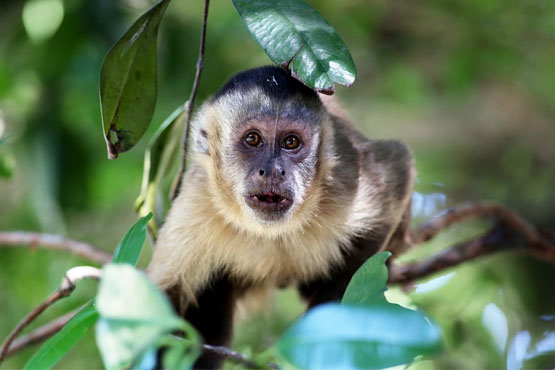 Mulher recorre à Justiça para não perder contato com macaco-prego que criava em casa