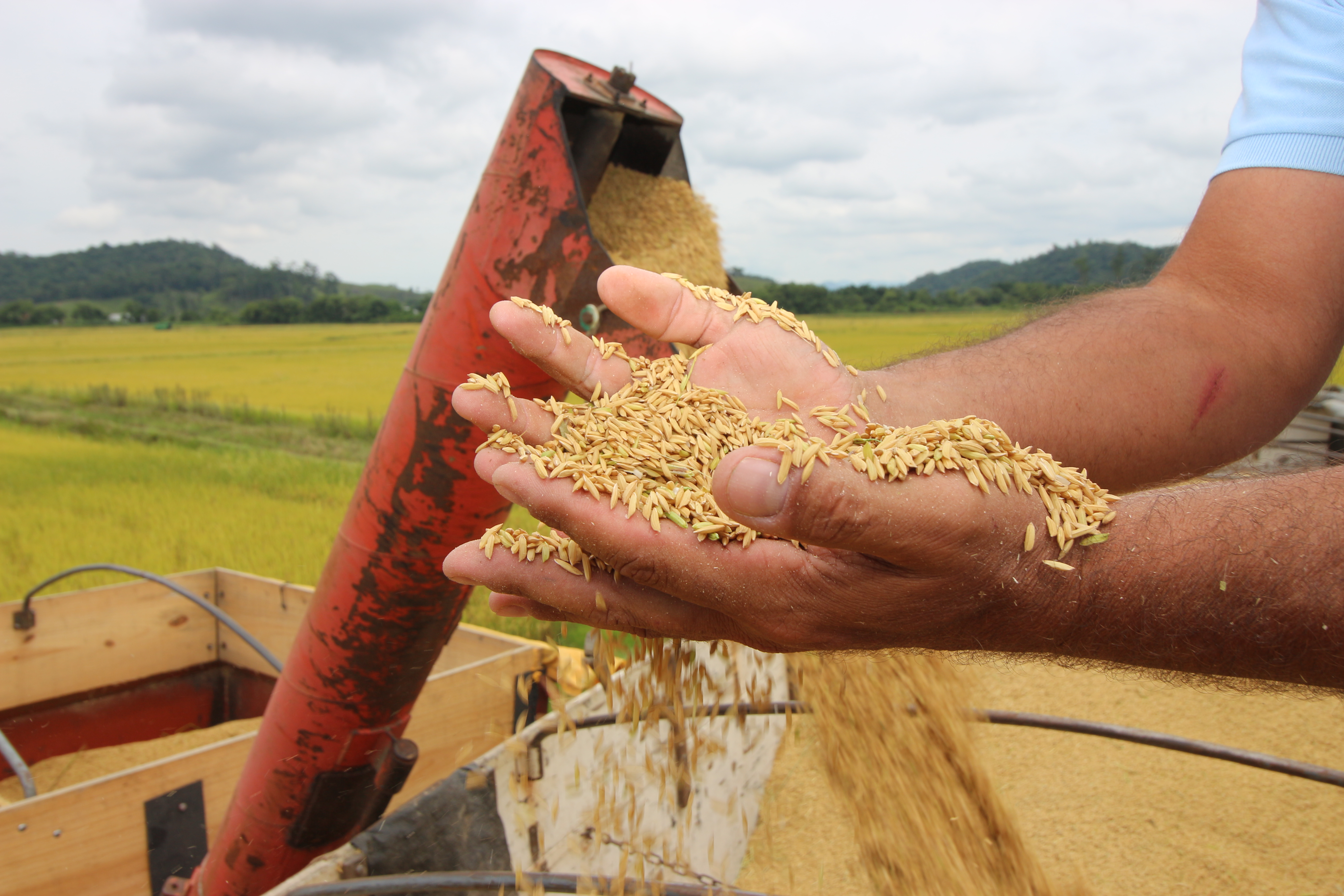 Agricultores de Itajaí iniciam a colheita do arroz