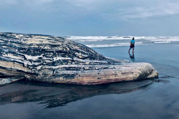 Baleia de 13 metros é encontrada morta em praia da Guatemala