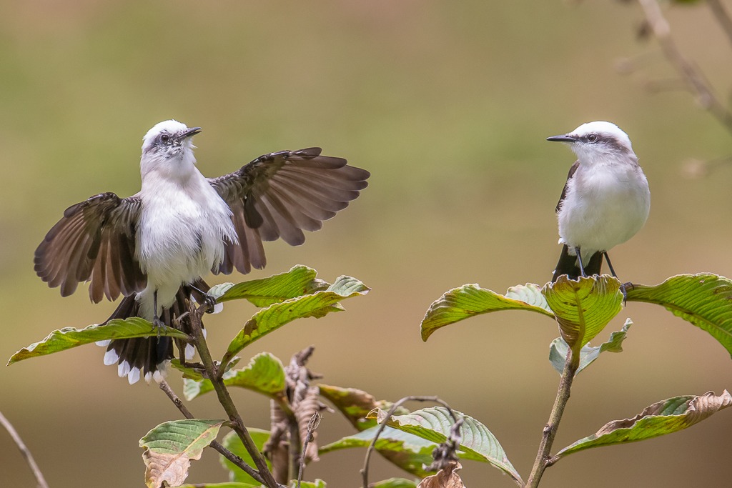 Observa Costa Verde & Mar – Aves da Minha Janela