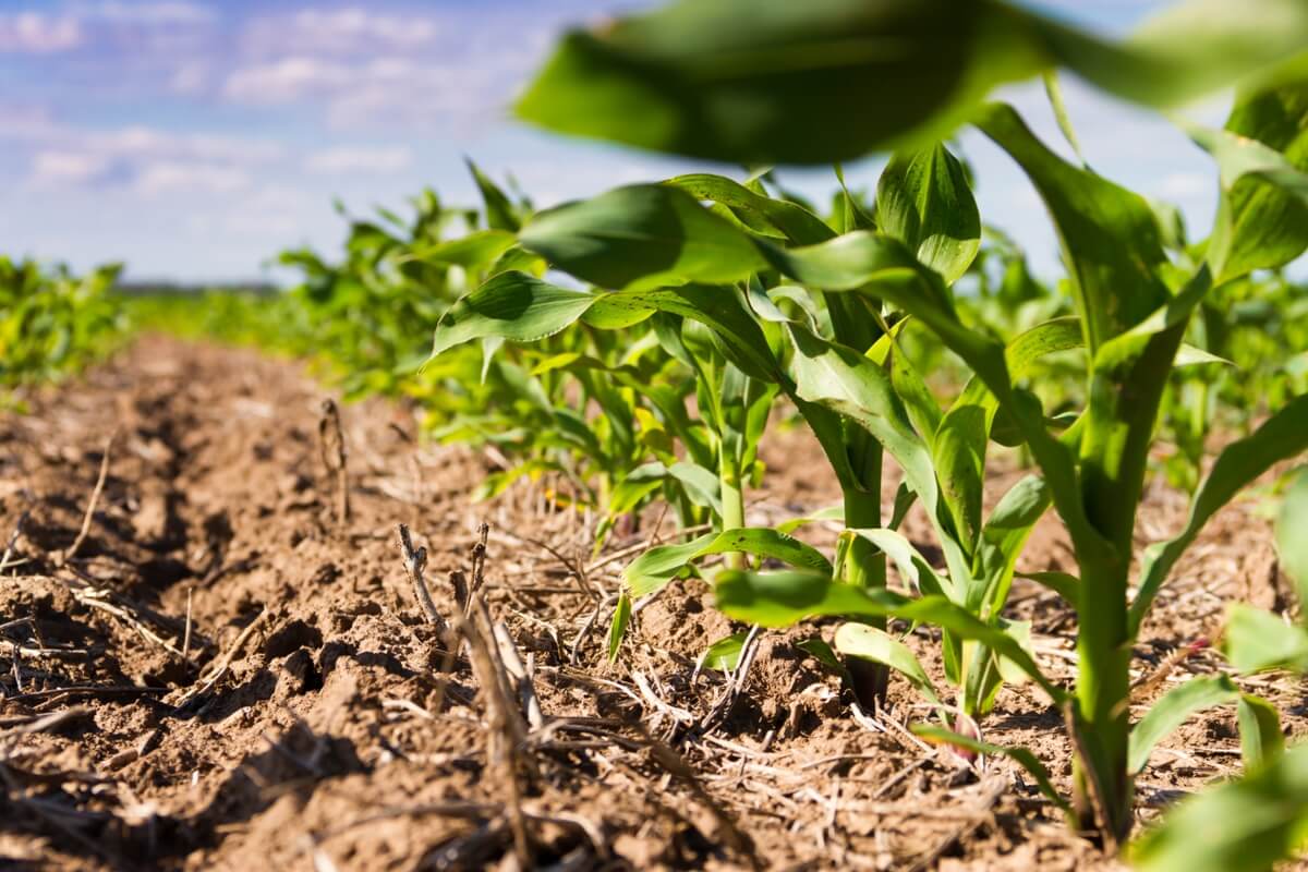Lançamento melhora plantabilidade das sementes e traz nutrientes essenciais ao desenvolvimento inicial do milho