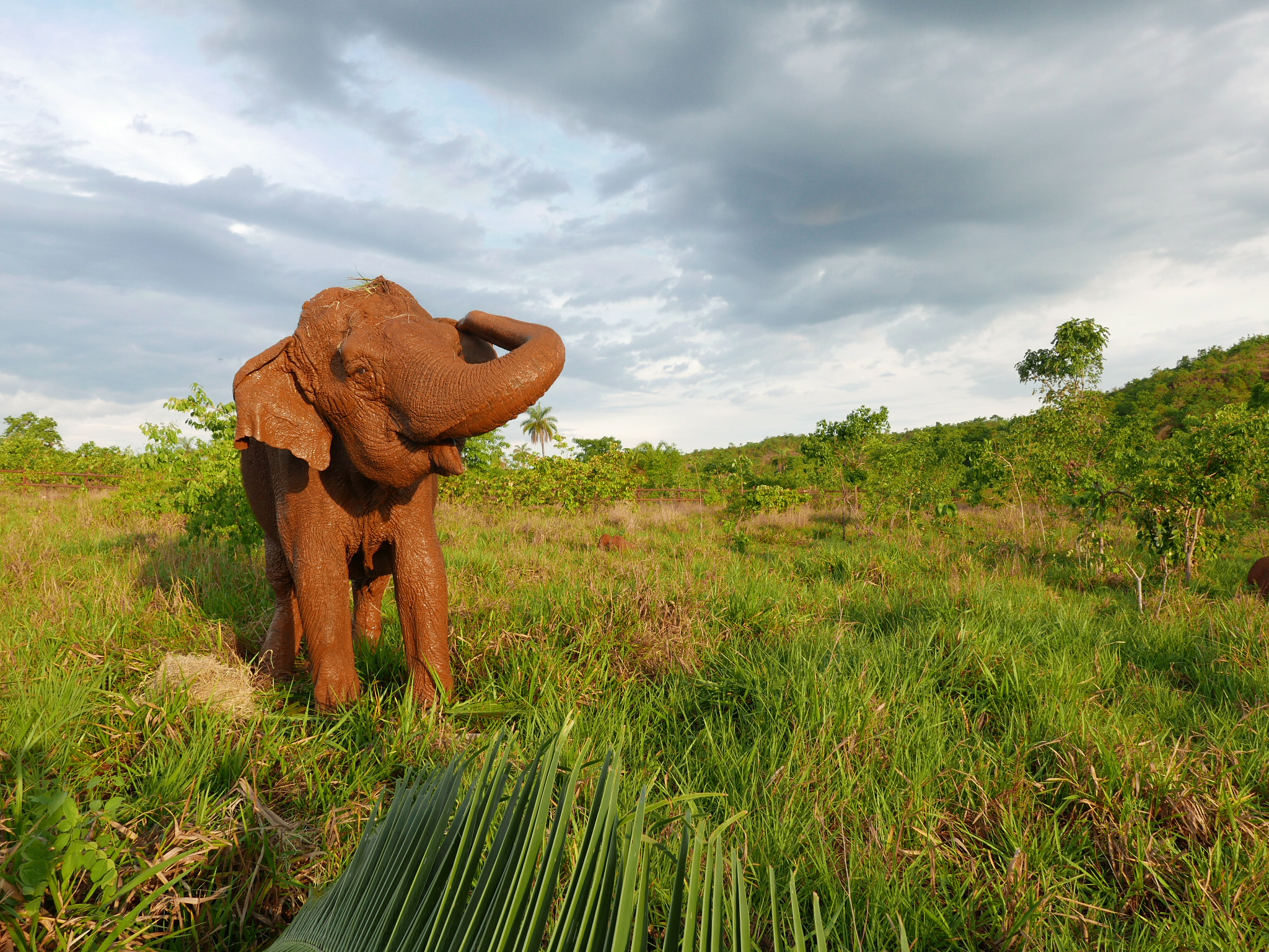 Artistas leiloam obras de arte em prol de Santuário de Elefantes