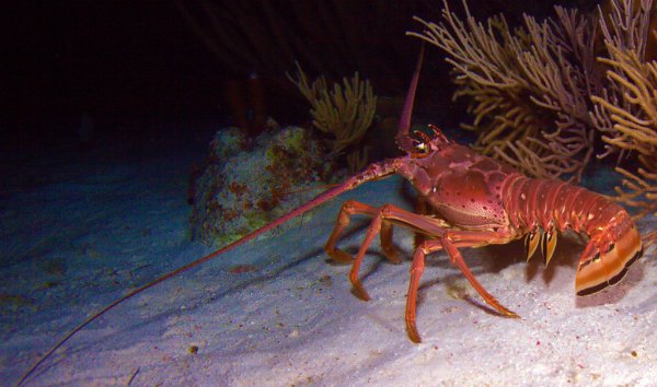 Oceana lança estudo científico com avaliação de estoque da lagosta