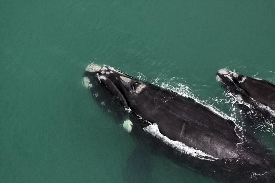 Projeto na Alesc pretende criar roteiro turístico da baleia franca