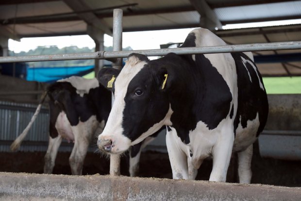 Estado reforça investimentos na indenização de produtores rurais para erradicar a brucelose e tuberculose