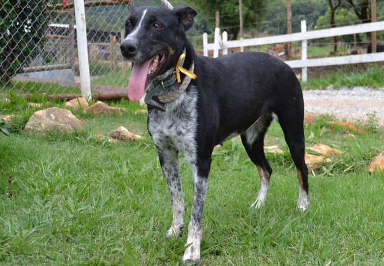 Pets especiais: Animais resgatados em Brumadinho aguardam adoção responsável