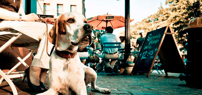 Allot Gastro Bar promove sun set de Carnaval e oferece ambiente Pet Friendly