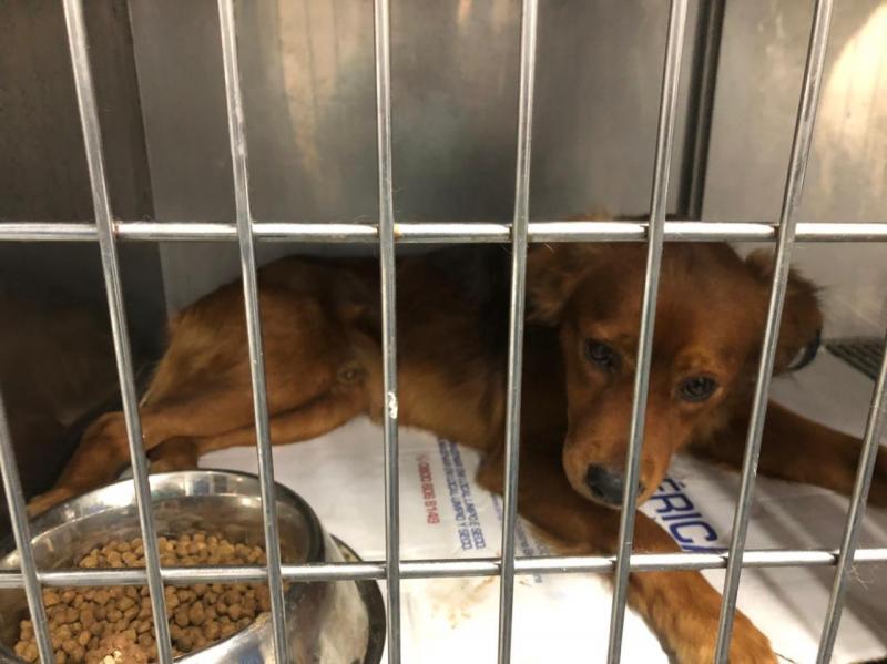 Prefeitura resgata cachorro atropelado na marginal da Via Expressa