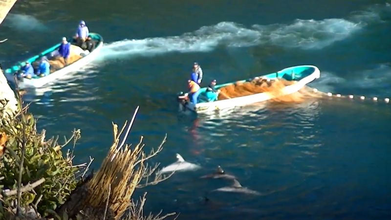 Como caçadores usam tortura sonora para encurralar e matar golfinhos