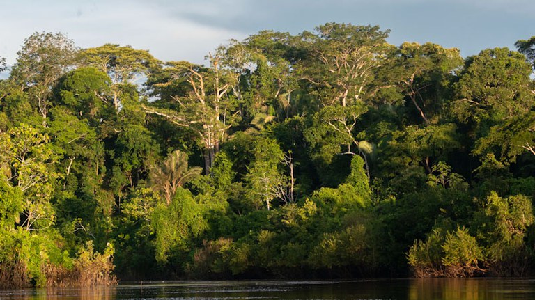 Serviço Florestal Brasileiro completa 15 anos de gestão das florestas públicas federais