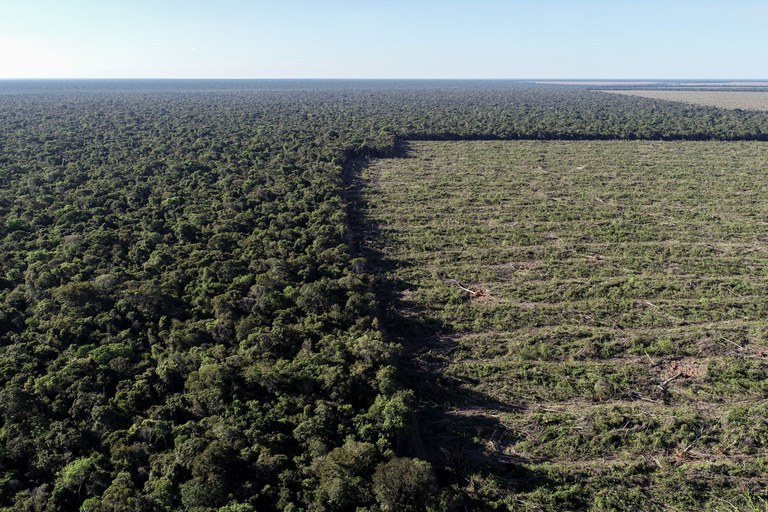 Infratores desmataram 1,5 mil hectares da Floresta Amazônica: AGU obtém bloqueio de R$ 7,2 milhões em bens de desmatadores