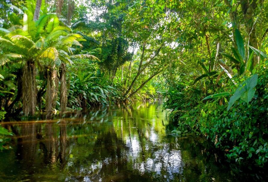 Brasil passa a fazer parte do Protocolo de Nagoia sobre biodiversidade Brasil passa a fazer parte do Protocolo de Nagoia sobre biodiversidade