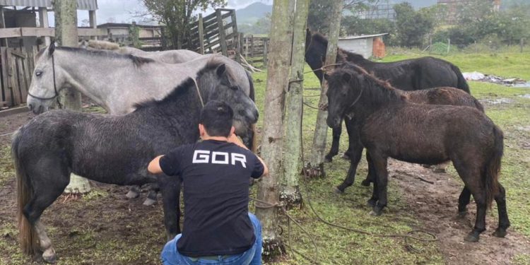 Risco à População: GOR recolhe oito cavalos em vias públicas de Camboriú