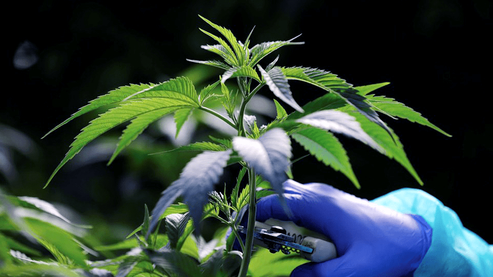 Canabidiol Farmanguinhos: Anvisa autoriza produto à base de cannabis em projeto com a Fiocruz Canabidiol Farmanguinhos: Anvisa autoriza produto à base de cannabis em projeto com a Fiocruz