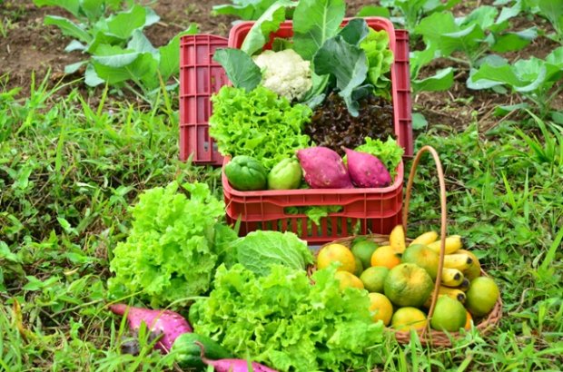 Epagri promove capacitação on-line sobre agroecologia na terça-feira Epagri promove capacitação on-line sobre agroecologia na terça-feira