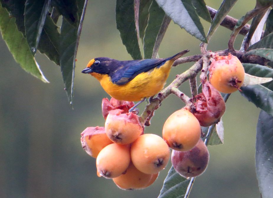 Balneário Camboriú fará parte de Roteiro de Observação de Aves