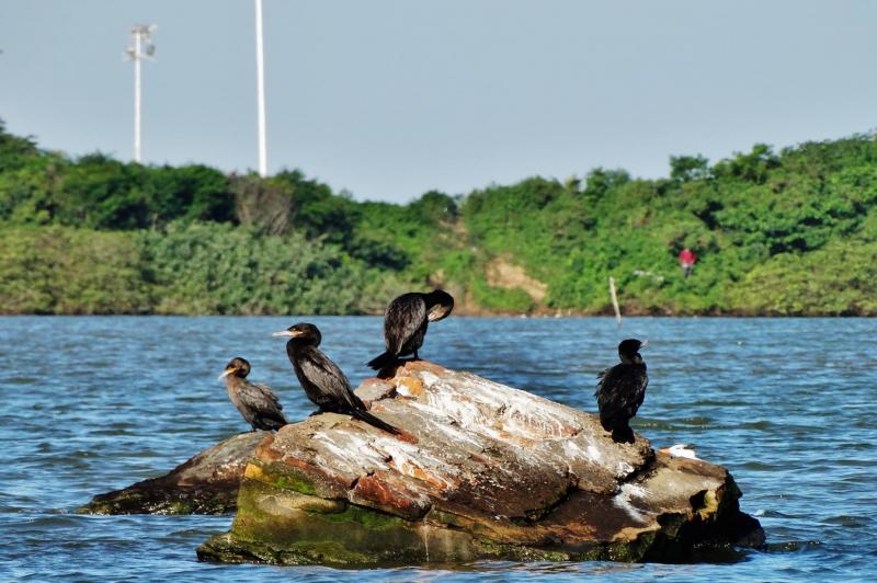 Semana do Meio Ambiente aborda sobre Fauna Marinha da Foz do Rio Itajaí Açu