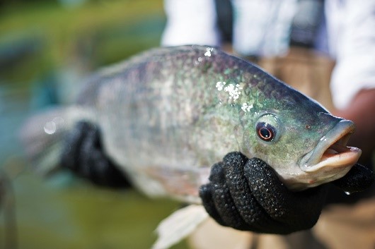 Phibro Saúde Animal aborda mitigação de estresse em palestra no International Fish Congress