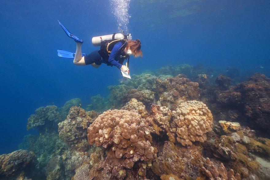 Diplomacia ajuda a salvar corais do Mar Vermelho