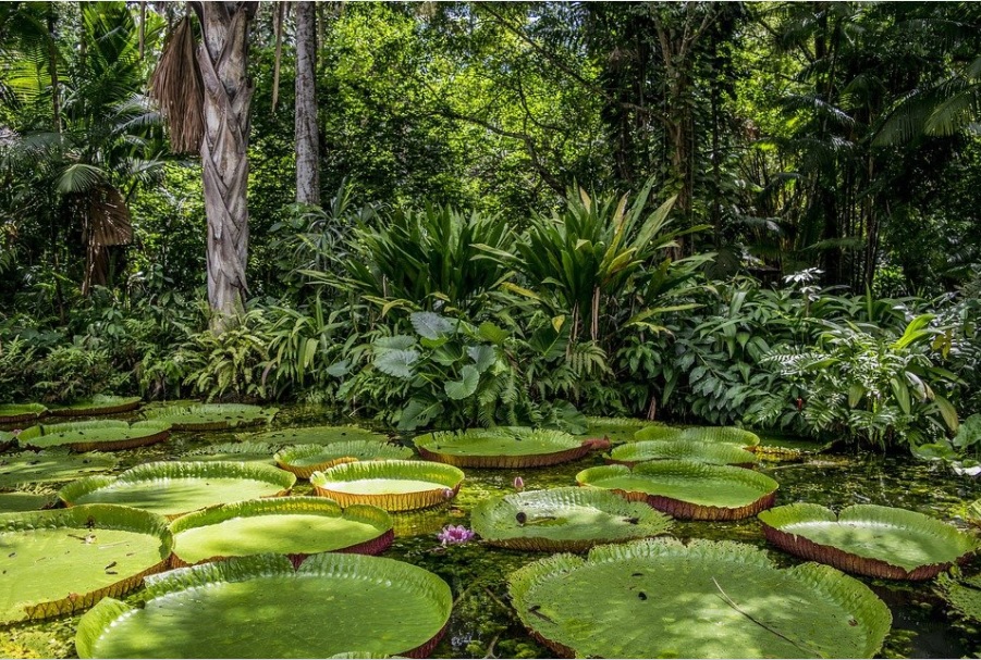 Por que a Amazônia é importante? Por que a Amazônia é importante?