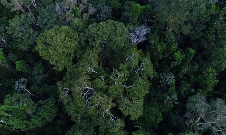 <strong>Desmatamento na Amazônia Legal tem redução de mais de 11% em 2022</strong>