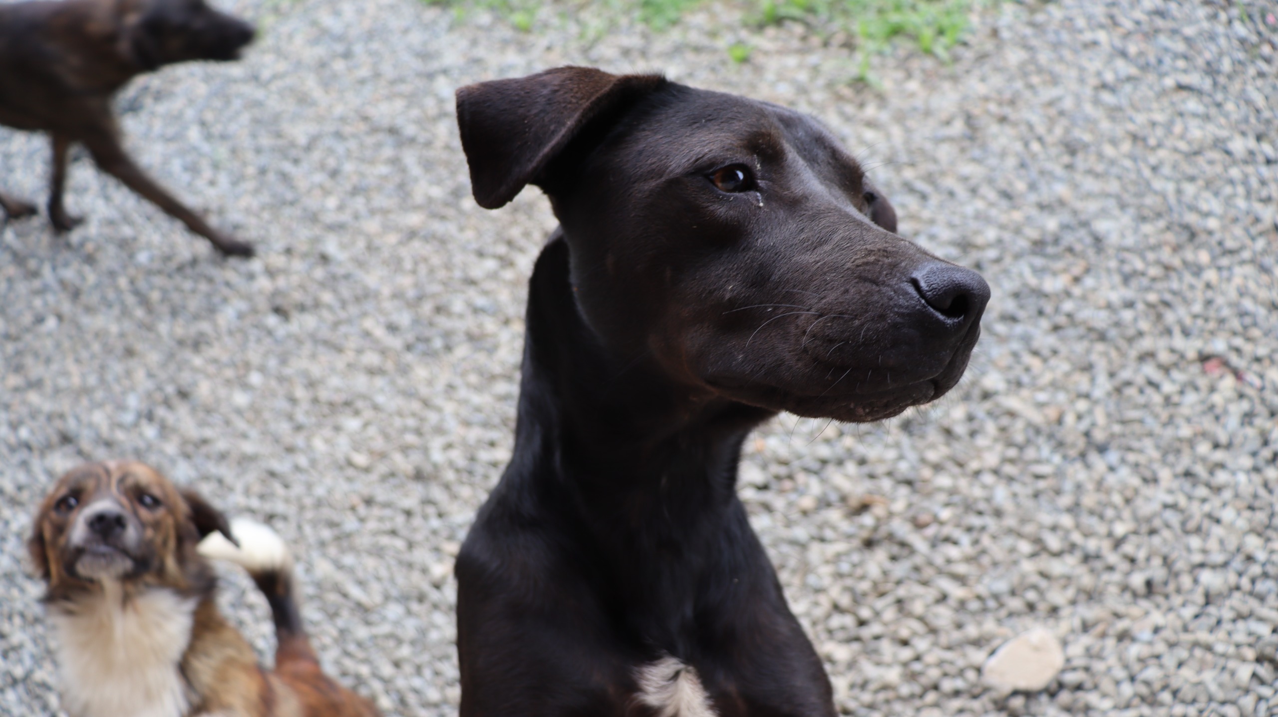 Animais resgatados pelo IMAP estarão em feira de adoção de cães e gatos neste sábado