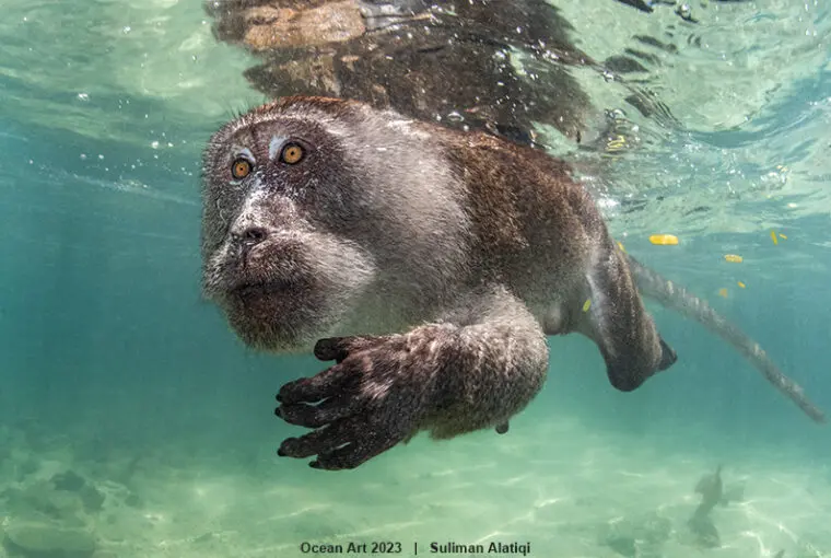 Macaco nadador da Tailândia é a imagem do ano em prêmio de fotografia subaquática
