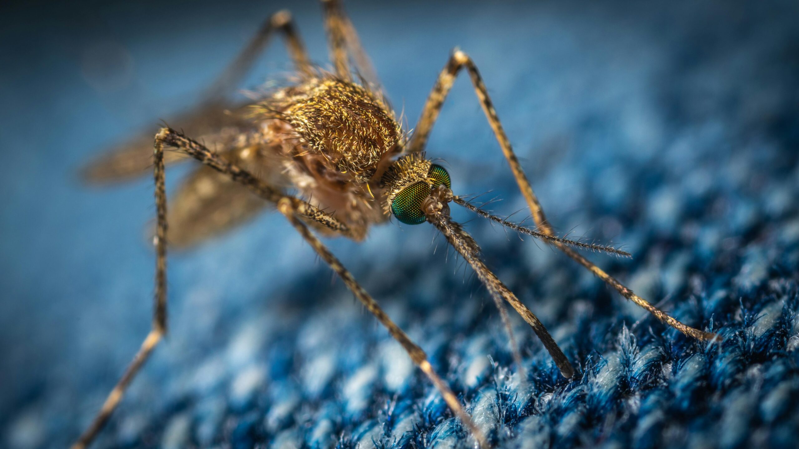 24 horas de proteção contra a dengue