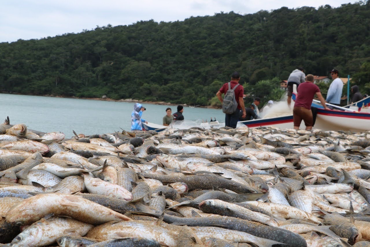 Do mar à mesa: a temporada da tainha e a gastronomia de Balneário Camboriú