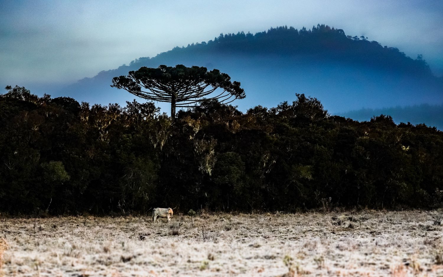 Previsão de tempo indica frio intenso em Santa Catarina com temperaturas negativas no fim de semana