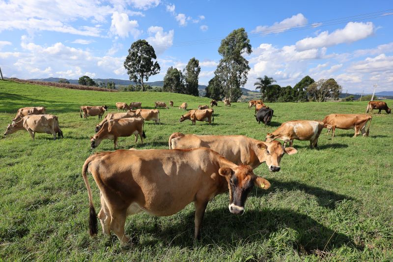 Programa Leite Bom SC entra na fase de elaboração de projetos para financiamento de investimentos no meio rural