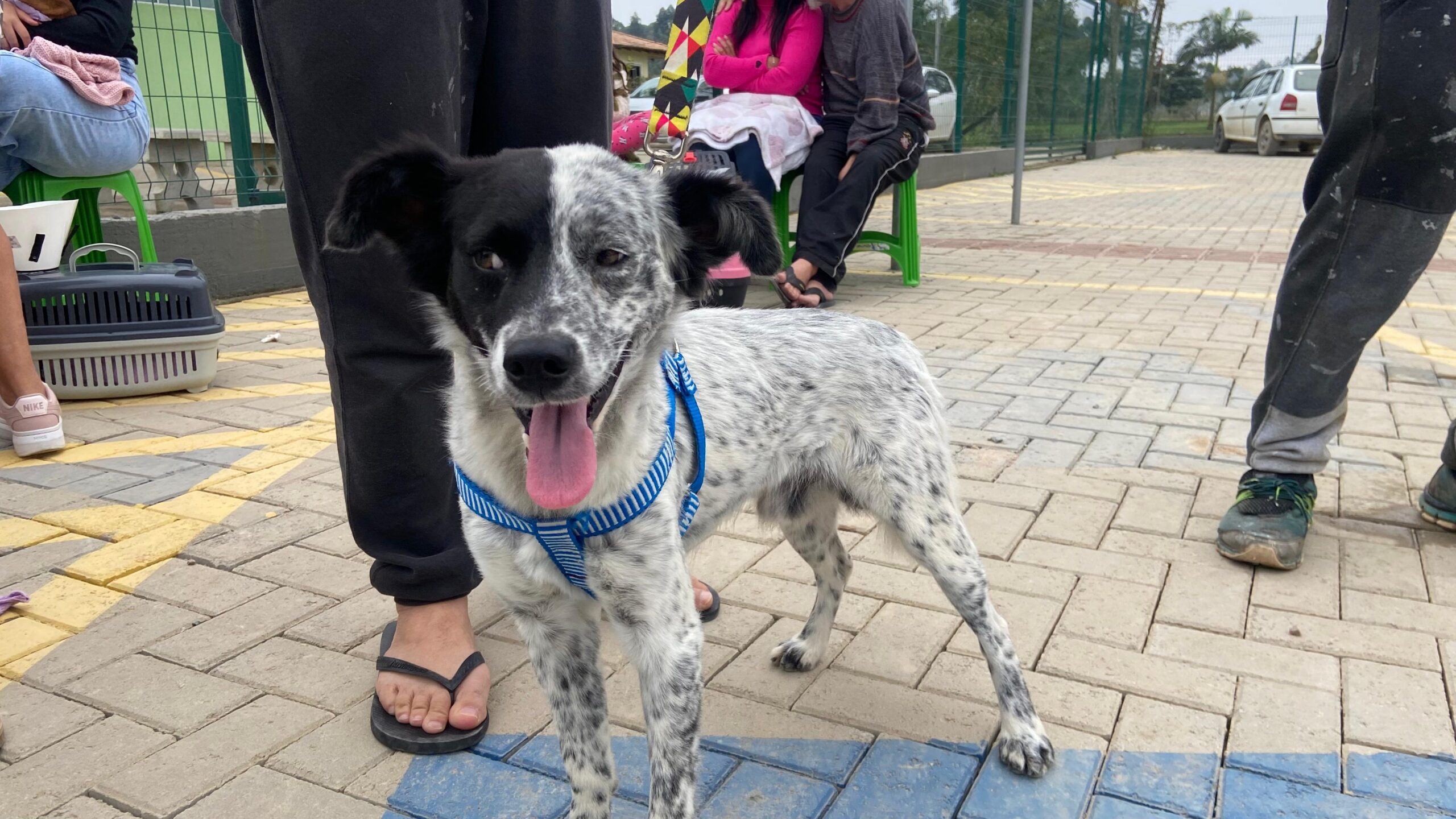 Mutirão gratuito castra 105 cães e gatos em Balneário Piçarras